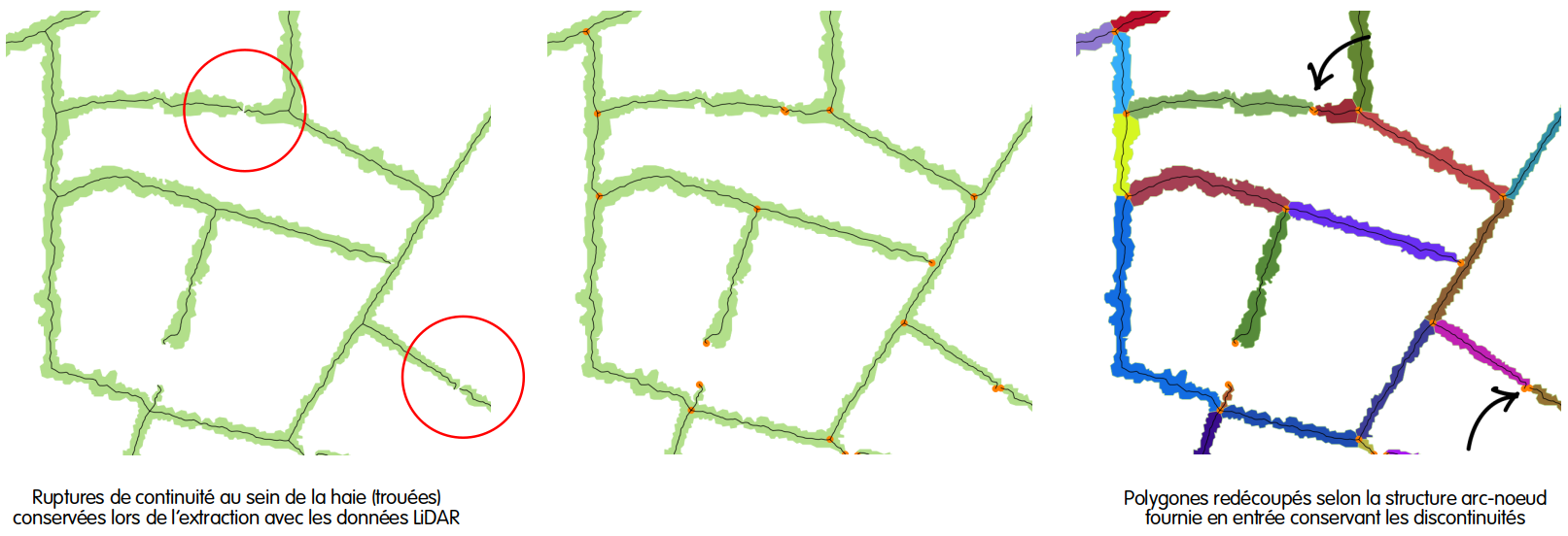 Illustration de discontinuités au sein des haies (présence de trouées) et impact sur le graphe et la génération des polygones topologiques.